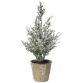 Małe choinki w doniczce - 20 cm wzór 6