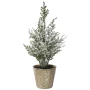 Małe choinki w doniczce - 20 cm wzór 6