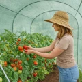 Zielony tunel foliowy pod pomidory 3x1x2 m 03