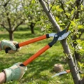 Sekator ogrodowy podczas przycinania gałęzi drzewa owocowego