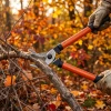 : Nożyce do gałęzi przecinające suche konary w jesiennym ogrodzie