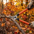 : Nożyce do gałęzi przecinające suche konary w jesiennym ogrodzie