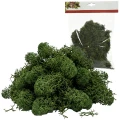 Mech dekoracyjny Tillandsia naturalny do szopek KAEMINGK 591287