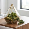 Mech dekoracyjny Tillandsia naturalny do szopek KAEMINGK 591287