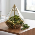 Mech dekoracyjny Tillandsia naturalny do szopek KAEMINGK 591287