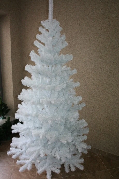 Choinka jodła biała 200 cm fot.8