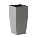 Donica popielata fot.7