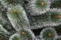 Choinka sosna żyłkowa fot.1
