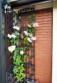 Pergola ogrodowa