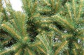 Choinka świerk skandynawski fot.7