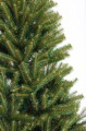 Choinka świerk skandynawski fot.4
