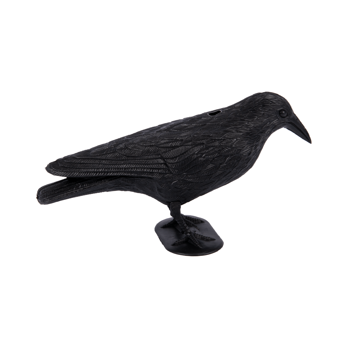 Kruk odstraszający ptaki